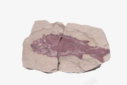 红色鱼类化石实物素材