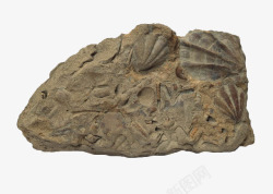 考古素材青色纹理化石高清图片