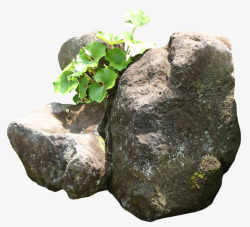 石头缝里的植物素材