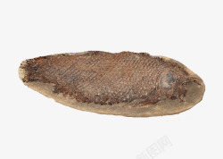 棕色鳞片鱼类化石素材