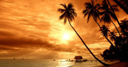 夕阳椰树海滩七夕素材