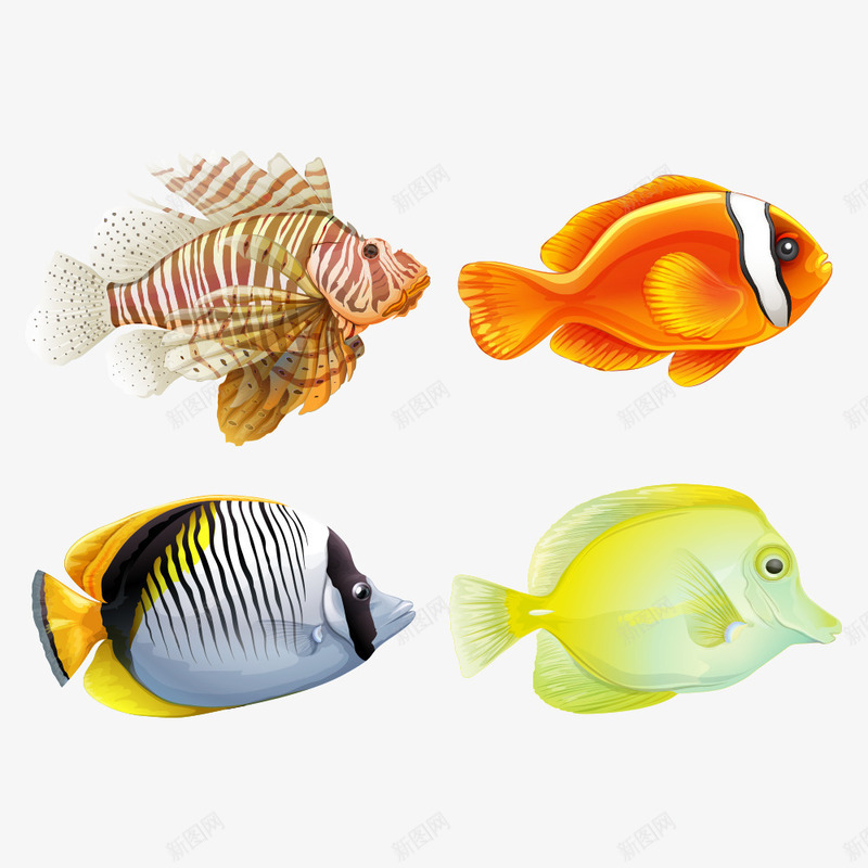 4条漂亮的鱼png免抠素材_88icon https://88icon.com 卡通鱼 彩色的鱼 水中生物 海洋生物 海洋鱼 海鱼 矢量鱼 鱼 鱼儿