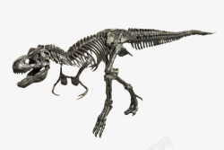 恐龙霸王龙化石实物素材
