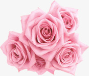 粉色绽放玫瑰七夕情人节素材