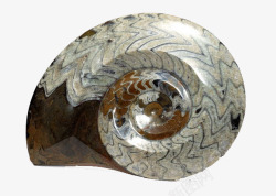 年轮花纹花纹海螺化石高清图片