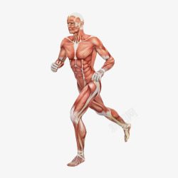 处于奔跑状态的人体肌肉构造素材