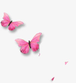 两只粉红色蝴蝶素材