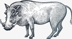 河马插画手绘素描动物野猪插画高清图片