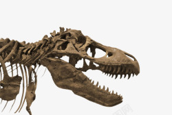 巨型恐龙头骨化石实物素材