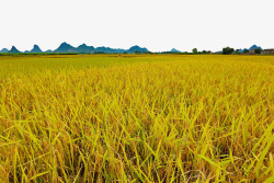 粮食摄影图片水稻高清图片