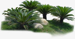 夏日植物卡通海报椰子树石头素材