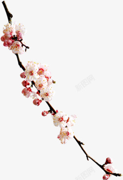 白色梅花中国风花朵素材