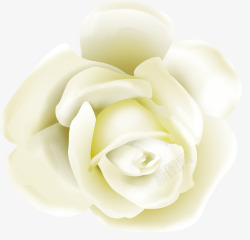 珠光白色玫瑰花朵七夕素材