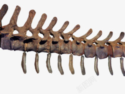 远古生物恐龙骨头清晰照片实物高清图片