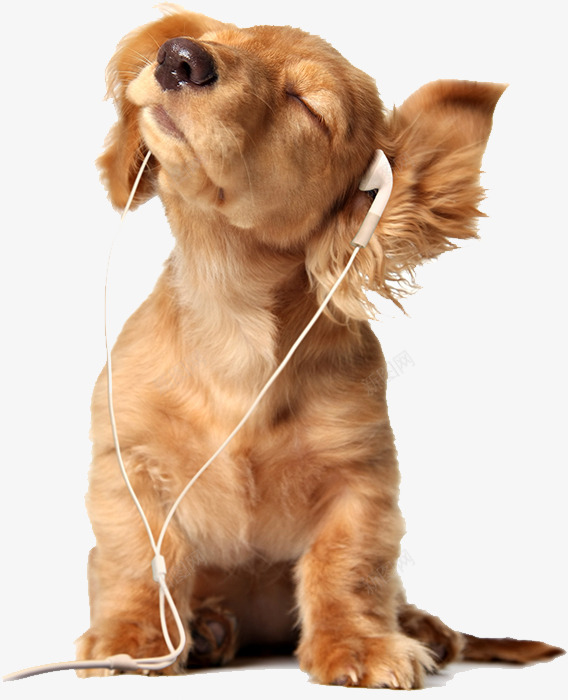 戴耳机的小狗png免抠素材_88icon https://88icon.com 小狗 戴耳机的小狗 音乐
