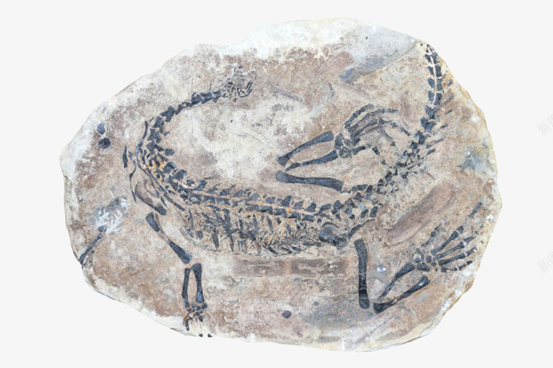 食肉动物化石实物png免抠素材_88icon https://88icon.com 价值 动物 古生物 恐龙 物体 珍贵 生物化石 石头 科学家 科研 考研 食肉动物