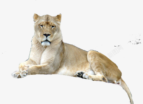 趴在石头上的狮子png免抠素材_88icon https://88icon.com 动物 帅气 母狮子 躺着 野生动物 霸气