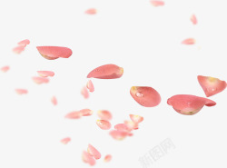 粉红玫瑰水滴花朵素材
