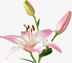 粉色花朵花蕾百合花素材