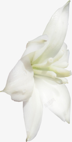 白色创意白兰花素材