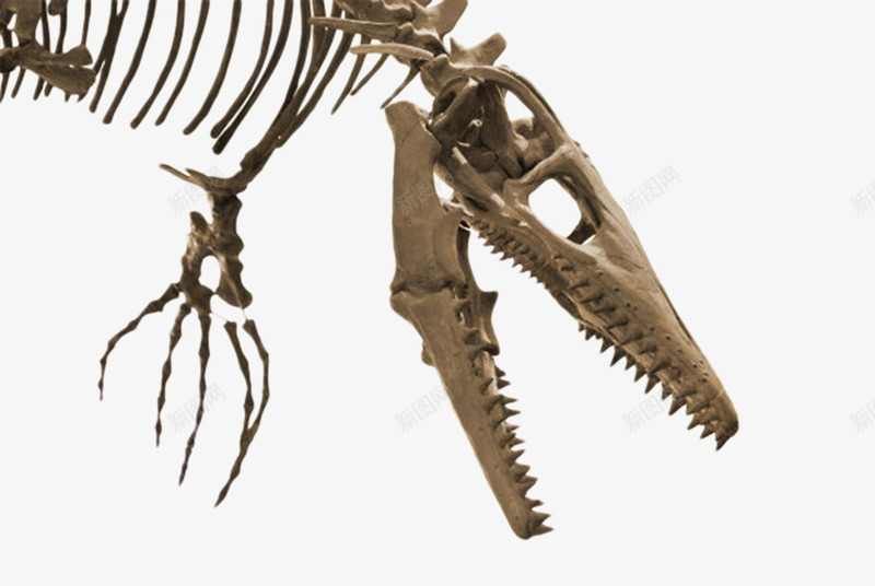 恐龙骨骼头的特写镜头png免抠素材_88icon https://88icon.com 价值 化石 古生物 头部 恐龙 爬行动物 珍贵 石头 科学家 科研 考研 食肉动物