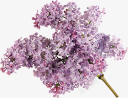 抽象鲜花植物花卉紫色花藤素材