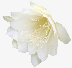 花朵唯美背景素材