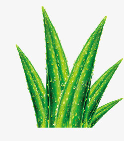 芦荟汁绿色植物高清图片