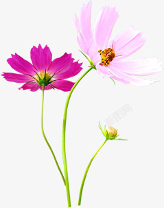 鲜艳的小花朵紫色粉红色透明素材