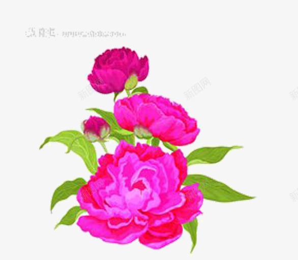 牡丹花开png免抠素材_88icon https://88icon.com 工笔画 牡丹花 粉红色 雍容华贵