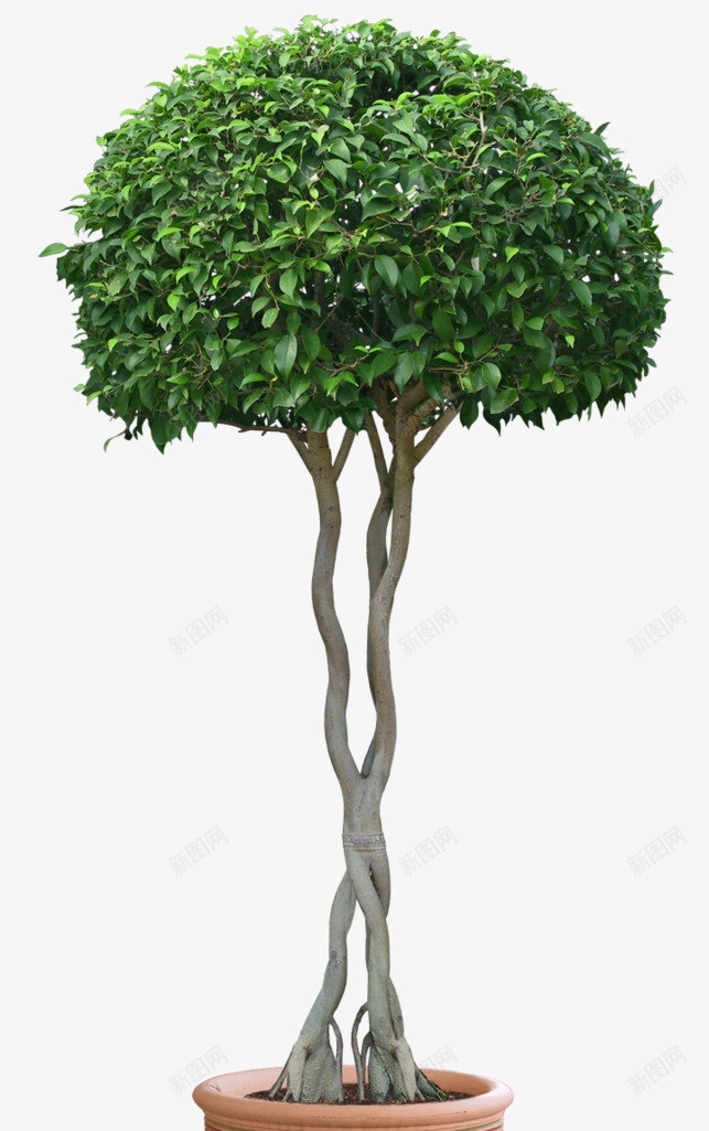 绿色大树盆栽png免抠素材_88icon https://88icon.com 大树 盆栽 绿色
