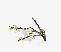 白色的梅花素材