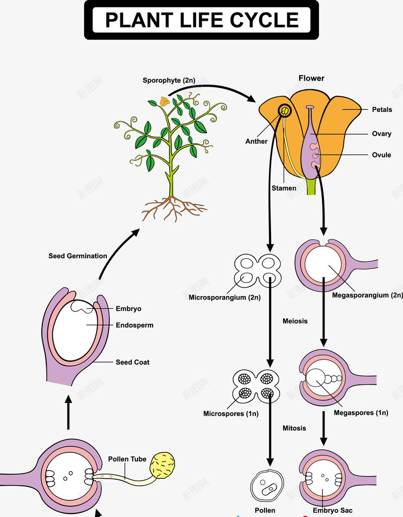 植物的生命周期表示图png免抠素材_88icon https://88icon.com 学习 教育 植物 生命周期 装饰