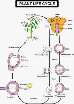 植物的生命周期表示图素材