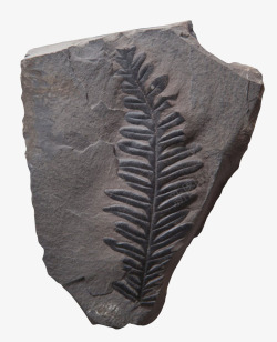 植物化石黑色树叶化石实物高清图片