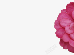粉红色花朵PPT背景素材