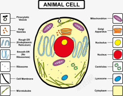 动物细胞动物细胞组成分析矢量图高清图片