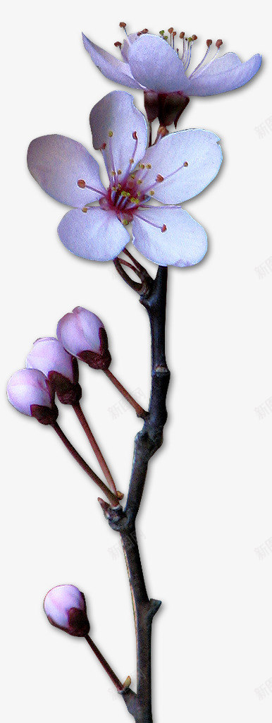 花卉图案鲜花psdpng免抠素材_88icon https://88icon.com 唯美背景图片 抽象花朵 抽象花朵图片 花卉图案 鲜花