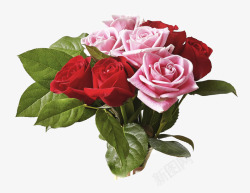 粉红色玫瑰花束绿叶素材