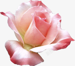 玫瑰花粉红玫瑰花一朵玫瑰花素材