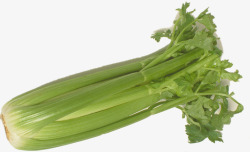 蔬菜写实西芹高清图片