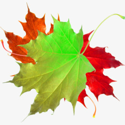 红色梧桐叶实物绿色树叶高清图片