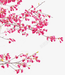 海报红色树枝花朵梅花效果素材