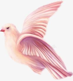 彩绘粉红鸽子鸟类素材