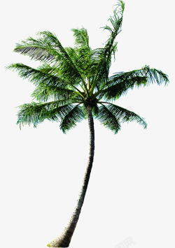 摄影绿色的大树棕榈树素材