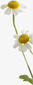 白色小雏菊花朵七夕情人节素材
