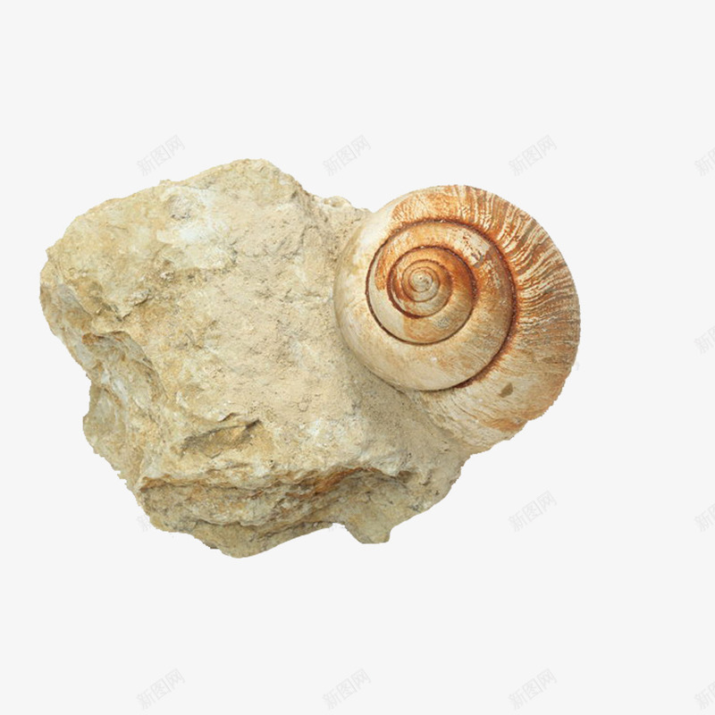 长在石头上的蜗牛化石png免抠素材_88icon https://88icon.com 化石 石头 石山 蜗牛 蜗牛化石 蜗牛的房子