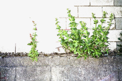 墙草石头墙边与绿草高清图片