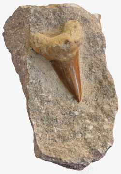 清晰放大的鲨鱼牙齿化石实物素材