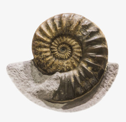 人体嵴椎清晰反光的菊石化石实物高清图片